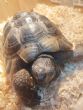 Spur Thighed : Male approx 15 years old (Bert)